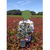 PHOTINIA fraseri RED ROBIN En pot de 4-5 litres forme buisson hauteur 040-060 cm