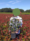 photinia-red-robin-photinia-fraseri-red-robin-7.jpg