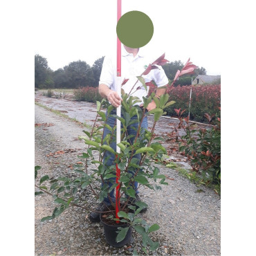 PHOTINIA fraseri RED ROBIN En pot de 7-10 litres forme buisson hauteur 080-100 cm