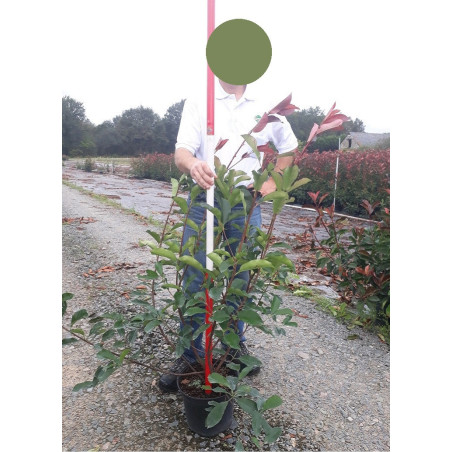 PHOTINIA fraseri RED ROBIN (Photinia Red Robin)