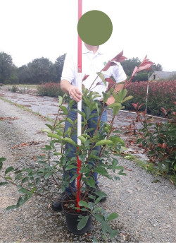 PHOTINIA fraseri RED ROBIN En pot de 7-10 litres