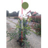 PHOTINIA fraseri RED ROBIN En pot de 7-10 litres forme buisson hauteur 080-100 cm