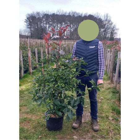 PHOTINIA fraseri RED ROBIN (Photinia Red Robin)