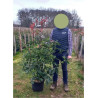 PHOTINIA fraseri RED ROBIN En pot de 15-20 litres forme buisson hauteur 100-125 cm