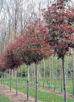 PHOTINIA fraseri RED ROBIN