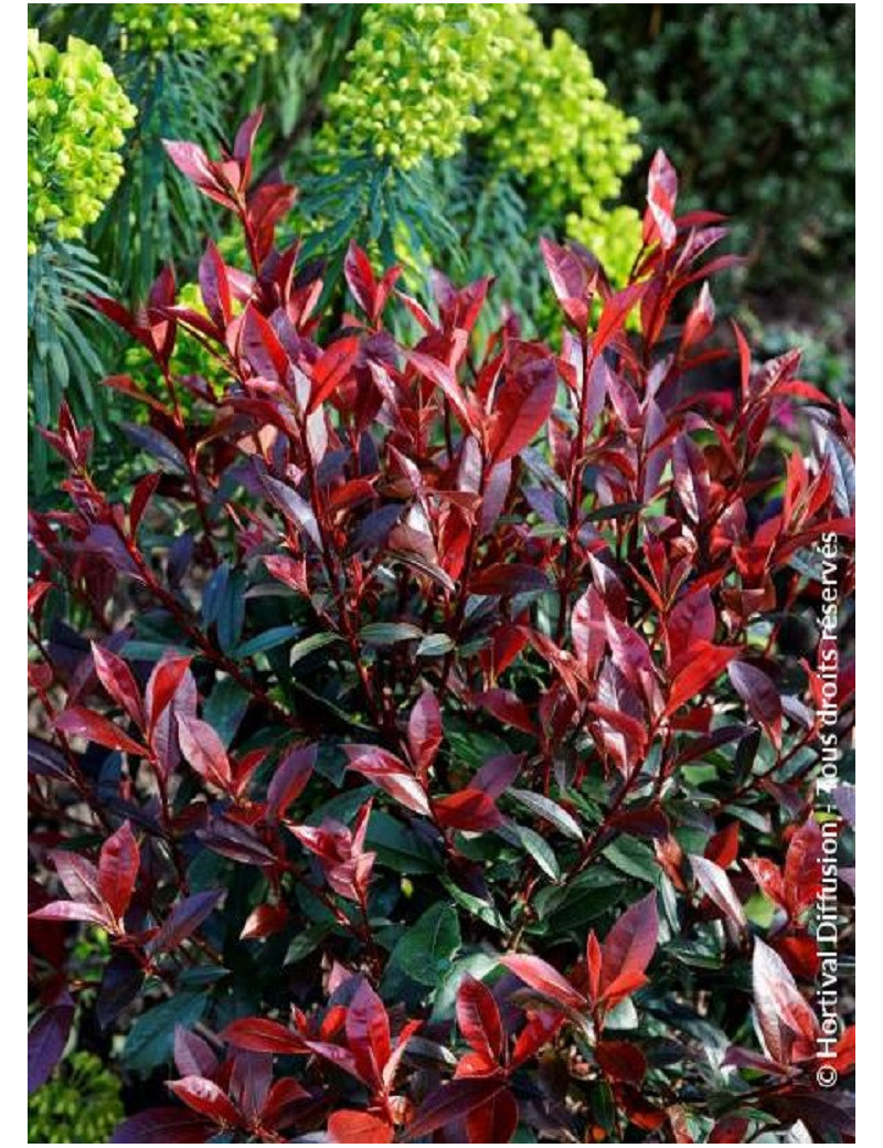 PHOTINIA fraseri CARRÉ ROUGE (Photinia Carré rouge)