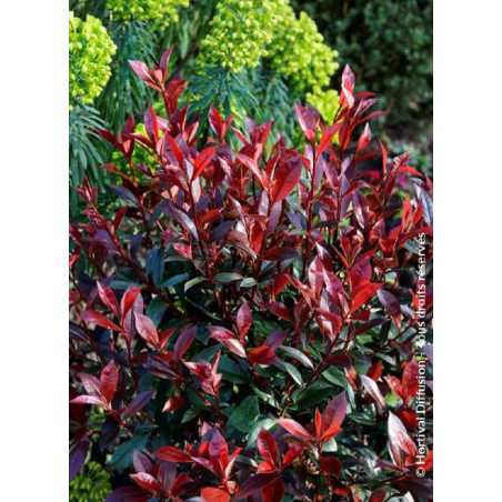 PHOTINIA fraseri CARRÉ ROUGE (Photinia Carré rouge)