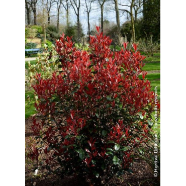 PHOTINIA fraseri CARRÉ ROUGE (Photinia Carré rouge)1