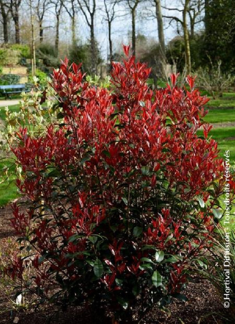 Photinia Fraseri Carre Rouge