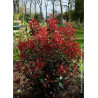 PHOTINIA fraseri CARRÉ ROUGE (Photinia Carré rouge)1