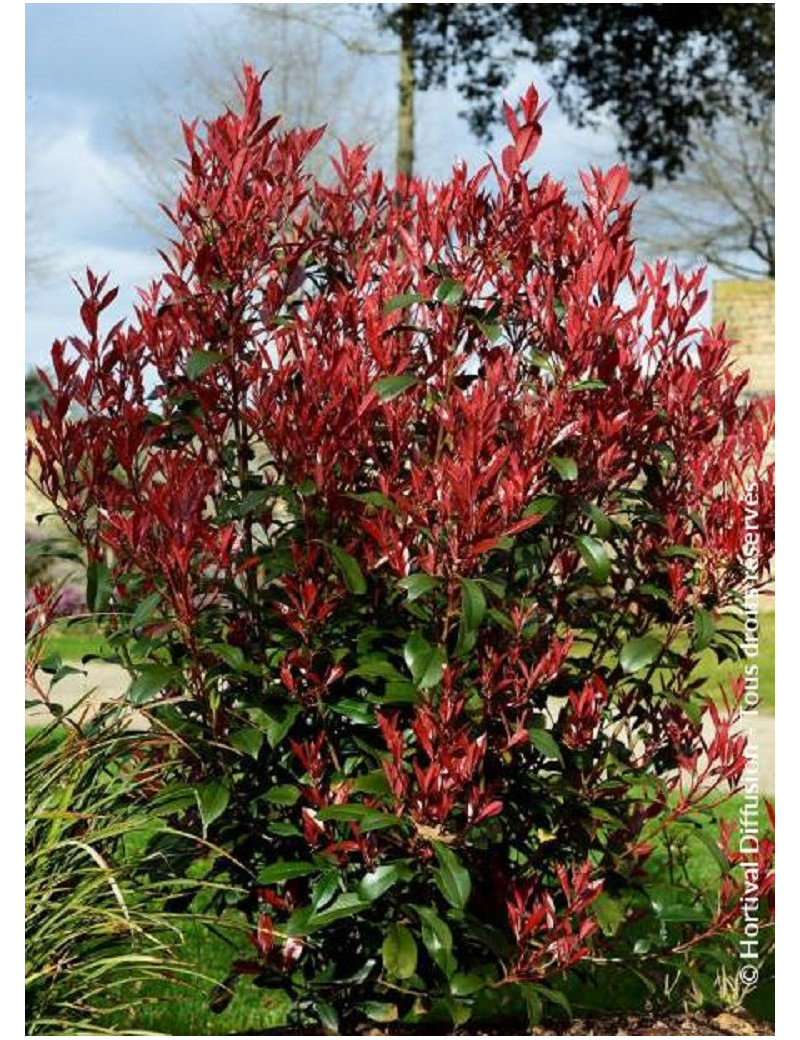 PHOTINIA fraseri CARRÉ ROUGE (Photinia Carré rouge)