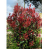 PHOTINIA fraseri CARRÉ ROUGE (Photinia Carré rouge)2