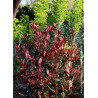 PHOTINIA fraseri CARRÉ ROUGE (Photinia Carré rouge)3