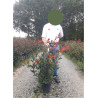 PHOTINIA fraseri CARRÉ ROUGE En pot de 7-10 litres forme buisson hauteur 060-080 cm