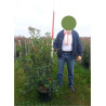 PHOTINIA fraseri CARRÉ ROUGE En pot de 15-20 litres forme buisson hauteur 100-125 cm