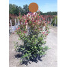 PHOTINIA fraseri CARRÉ ROUGE En pot de 25-30 litres forme buisson hauteur 125-150 cm