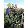 PHOTINIA fraseri CARRÉ ROUGE En pot de 35-50 litres forme buisson hauteur 150-175 cm