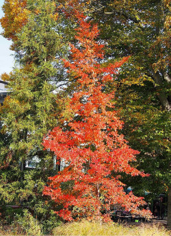STEWARTIA pseudocamellia