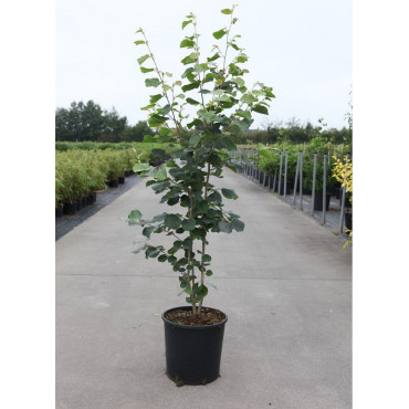 STEWARTIA pseudocamellia (faux camélia, camélia d'été) En pot de 15-20 litres forme buisson hauteur 125-150 cm