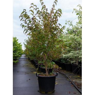 STEWARTIA pseudocamellia (faux camélia, camélia d'été) En pot de 30-35 litres forme buisson hauteur 150-175 cm