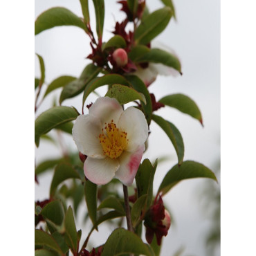 STEWARTIA pseudocamellia (faux camélia, camélia d'été)1