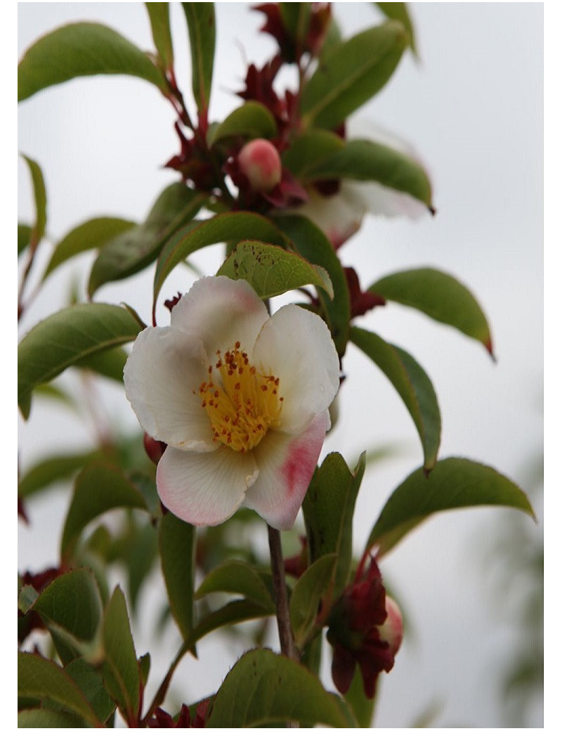 STEWARTIA pseudocamellia (faux camélia, camélia d'été)1