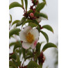 STEWARTIA pseudocamellia (faux camélia, camélia d'été)1