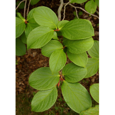 STEWARTIA pseudocamellia (faux camélia, camélia d'été)3