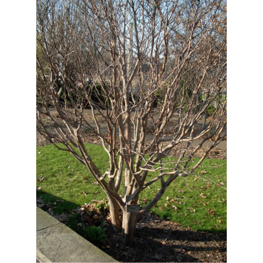 STEWARTIA pseudocamellia (faux camélia, camélia d'été)4