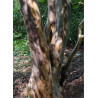 STEWARTIA pseudocamellia (faux camélia, camélia d'été)5