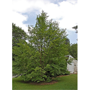 STEWARTIA pseudocamellia (faux camélia, camélia d'été)6