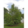 STEWARTIA pseudocamellia (faux camélia, camélia d'été)6