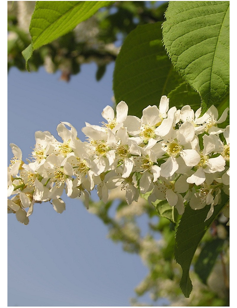 PRUNUS padus (Merisier à grappes)3