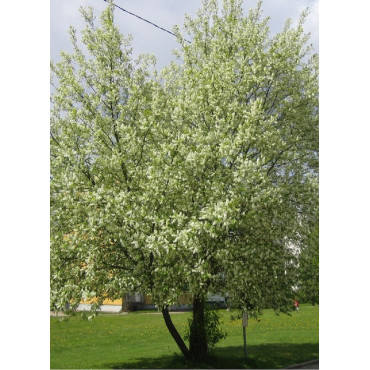 PRUNUS padus (Merisier à grappes)