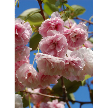 PRUNUS serrulata SHIROFUGEN (Cerisier des collines Shirofugen)