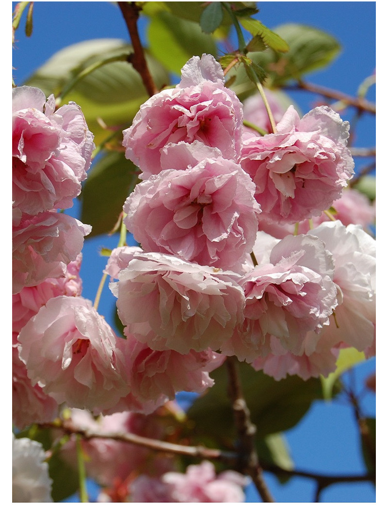 PRUNUS serrulata SHIROFUGEN (Cerisier des collines Shirofugen)