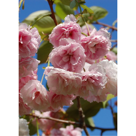 PRUNUS serrulata SHIROFUGEN (Cerisier des collines Shirofugen)