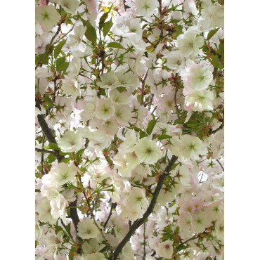 PRUNUS serrulata SUNSET BOULEVARD (Cerisier des collines Sunset boulevard)