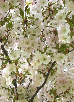 PRUNUS serrulata SUNSET BOULEVARD