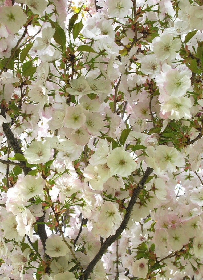 PRUNUS serrulata SUNSET BOULEVARD