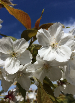 PRUNUS serrulata TAIHAKU
