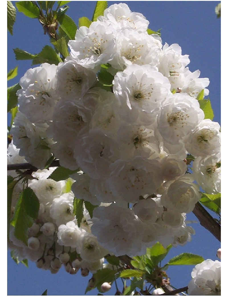 PRUNUS avium PLENA (Merisier à fleurs doubles)