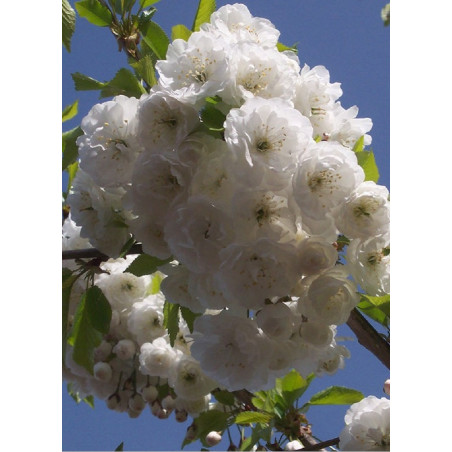 PRUNUS avium PLENA (Merisier à fleurs doubles)