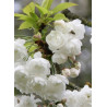 PRUNUS avium PLENA (Merisier à fleurs doubles)1