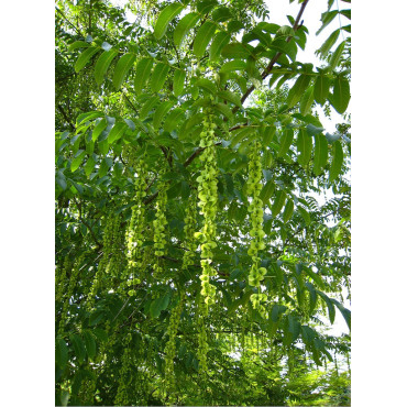 PTEROCARYA fraxinifolia (Ptérocaryer à feuilles de frênes, ptérocaryer du Caucase)