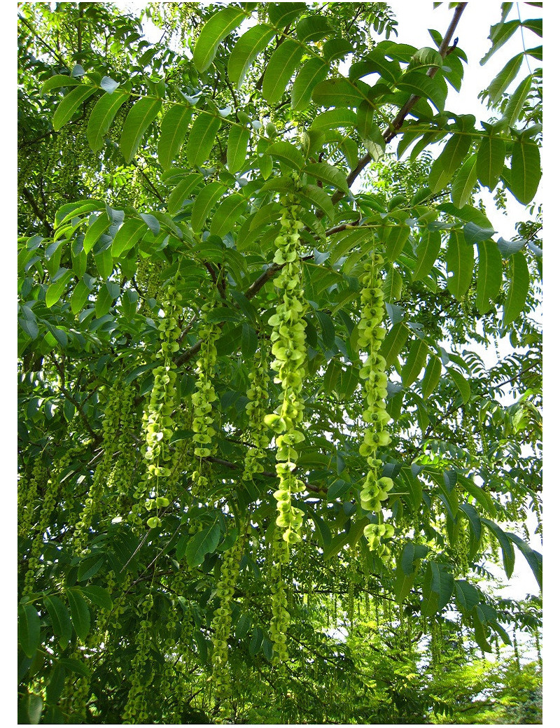 PTEROCARYA fraxinifolia (Ptérocaryer à feuilles de frênes, ptérocaryer du Caucase)