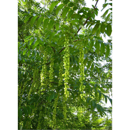 PTEROCARYA fraxinifolia (Ptérocaryer à feuilles de frênes, ptérocaryer du Caucase)