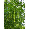 PTEROCARYA fraxinifolia (Ptérocaryer à feuilles de frênes, ptérocaryer du Caucase)