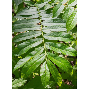 PTEROCARYA fraxinifolia (Ptérocaryer à feuilles de frênes, ptérocaryer du Caucase)1