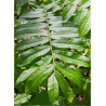 PTEROCARYA fraxinifolia (Ptérocaryer à feuilles de frênes, ptérocaryer du Caucase)1